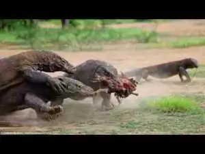 Video: TOP 10 MOST DANGEROUS ANIMALS IN ASIA || Tiger, Elephant, Komodo Dragon, Sharks vs..
